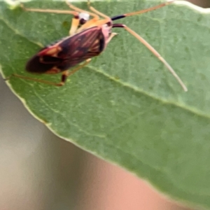Miridae (family) at Dawson Street Gardens - 29 Feb 2024 08:59 AM