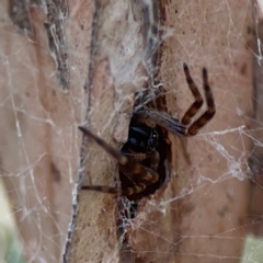 Badumna sp. (genus) (Lattice-web spider) at Dawson Street Gardens - 28 Feb 2024 by Hejor1