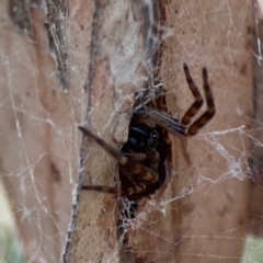 Badumna (genus) (Lattice-web spider) at Dawson Street Gardens - 29 Feb 2024 by Hejor1