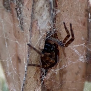 Badumna sp. (genus) at Dawson Street Gardens - 29 Feb 2024