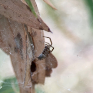 Badumna sp. (genus) at Dawson Street Gardens - 29 Feb 2024