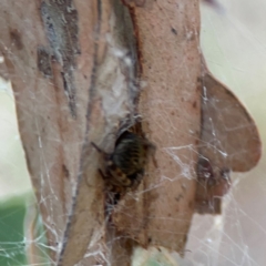 Badumna sp. (genus) at Dawson Street Gardens - 29 Feb 2024