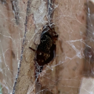 Badumna sp. (genus) at Dawson Street Gardens - 29 Feb 2024