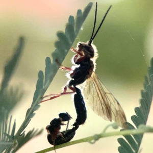 Tiphiidae (family) at Dawson Street Gardens - 29 Feb 2024 08:53 AM