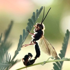 Tiphiidae (family) at Dawson Street Gardens - 29 Feb 2024