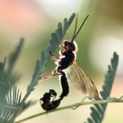 Tiphiidae (family) at Dawson Street Gardens - 29 Feb 2024 08:53 AM