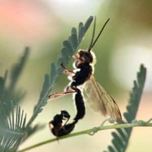 Tiphiidae (family) at Dawson Street Gardens - 29 Feb 2024