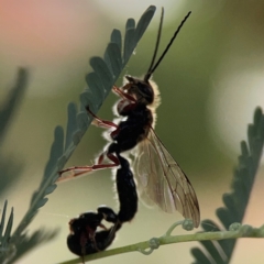 Tiphiidae (family) at Dawson Street Gardens - 29 Feb 2024 08:53 AM