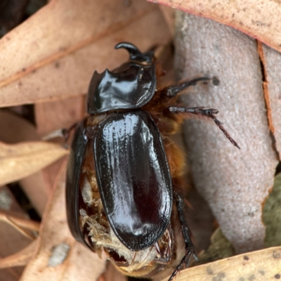 Dasygnathus sp. (genus) (Rhinoceros beetle) at Dawson Street Gardens - 28 Feb 2024 by Hejor1