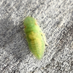 Ledrinae (subfamily) (A Flat-headed Leafhopper) at Dawson Street Gardens - 28 Feb 2024 by Hejor1