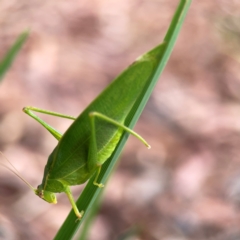 Caedicia simplex (Common Garden Katydid) at Dawson Street Gardens - 29 Feb 2024 by Hejor1