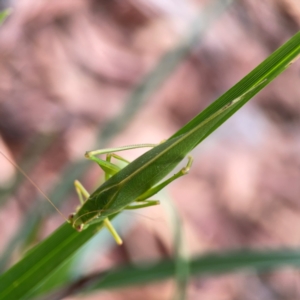 Caedicia simplex at Dawson Street Gardens - 29 Feb 2024