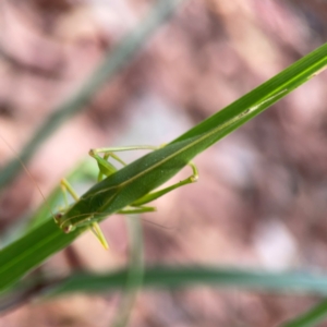 Caedicia simplex at Dawson Street Gardens - 29 Feb 2024