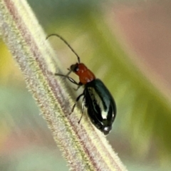 Lamprolina (genus) (Pittosporum leaf beetle) at Dawson Street Gardens - 28 Feb 2024 by Hejor1