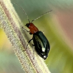 Lamprolina (genus) at Dawson Street Gardens - 29 Feb 2024 08:36 AM