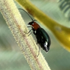 Lamprolina (genus) at Dawson Street Gardens - 29 Feb 2024 08:36 AM