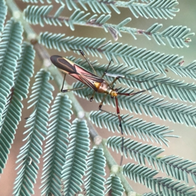 Rayieria acaciae (Acacia-spotting bug) at Dawson Street Gardens - 29 Feb 2024 by Hejor1