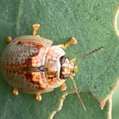 Paropsisterna m-fuscum (Eucalyptus Leaf Beetle) at Dawson Street Gardens - 29 Feb 2024 by Hejor1