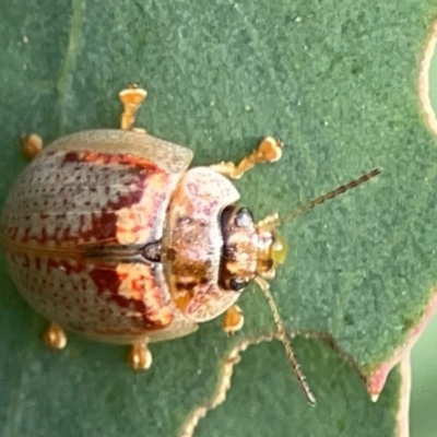 Paropsisterna m-fuscum (Eucalyptus Leaf Beetle) at Dawson Street Gardens - 28 Feb 2024 by Hejor1