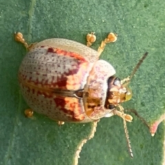 Paropsisterna m-fuscum at Dawson Street Gardens - 29 Feb 2024