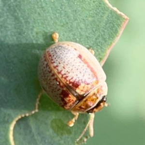 Paropsisterna m-fuscum at Dawson Street Gardens - 29 Feb 2024