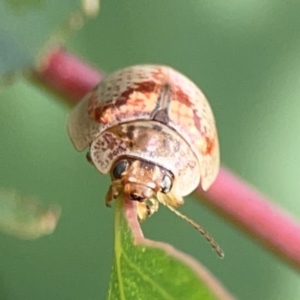 Paropsisterna m-fuscum at Dawson Street Gardens - 29 Feb 2024