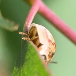 Paropsisterna m-fuscum at Dawson Street Gardens - 29 Feb 2024