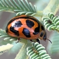 Peltoschema oceanica (Oceanica leaf beetle) at Dawson Street Gardens - 29 Feb 2024 by Hejor1