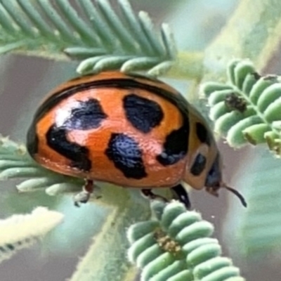 Peltoschema oceanica (Oceanica leaf beetle) at Dawson Street Gardens - 28 Feb 2024 by Hejor1
