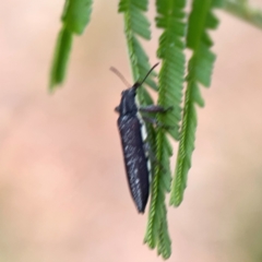 Rhinotia sp. (genus) at Dawson Street Gardens - 29 Feb 2024