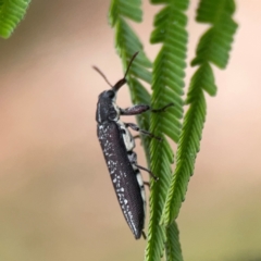 Rhinotia sp. (genus) at Dawson Street Gardens - 29 Feb 2024