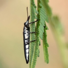 Rhinotia sp. (genus) at Dawson Street Gardens - 29 Feb 2024