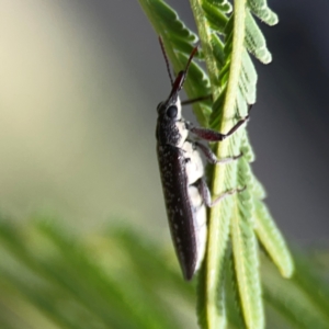 Rhinotia sp. (genus) at Dawson Street Gardens - 29 Feb 2024