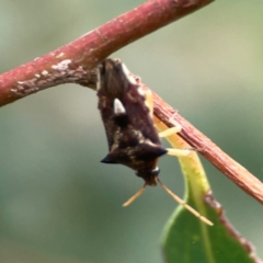 Oechalia schellenbergii at Dawson Street Gardens - 29 Feb 2024 08:25 AM