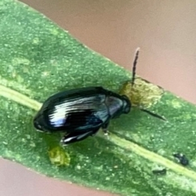 Arsipoda sp. (genus) (A flea beetle) at Dawson Street Gardens - 28 Feb 2024 by Hejor1
