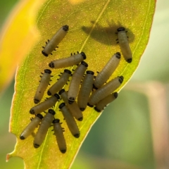 Paropsisterna cloelia at Dawson Street Gardens - 29 Feb 2024