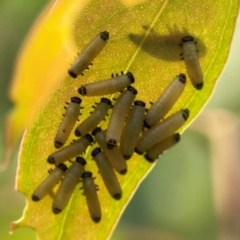 Paropsisterna cloelia at Dawson Street Gardens - 29 Feb 2024