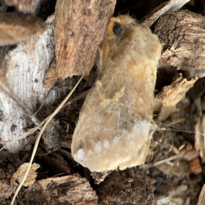 Euproctis baliolalis (Browntail Gum Moth) at Dawson Street Gardens - 29 Feb 2024 by Hejor1