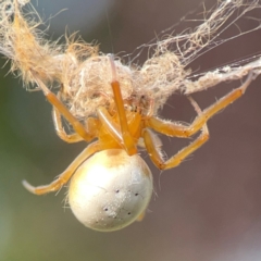 Unidentified Orb-weaving spider (several families) at Dawson Street Gardens - 28 Feb 2024 by Hejor1