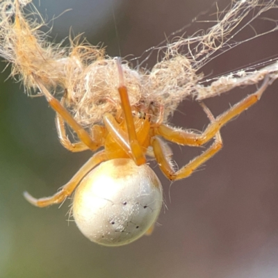 Unidentified Orb-weaving spider (several families) at Dawson Street Gardens - 28 Feb 2024 by Hejor1