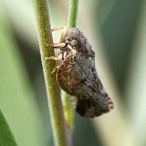 Massila sp. (genus) at Dawson Street Gardens - 29 Feb 2024