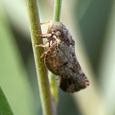 Massila sp. (genus) (Unidentified Massila planthopper) at Dawson Street Gardens - 29 Feb 2024 by Hejor1