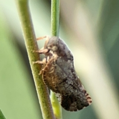 Massila sp. (genus) at Dawson Street Gardens - 29 Feb 2024