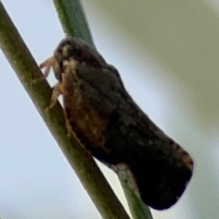 Massila sp. (genus) at Dawson Street Gardens - 29 Feb 2024