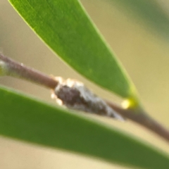 Massila sp. (genus) at Dawson Street Gardens - 29 Feb 2024