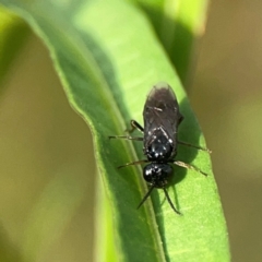 Pergidae sp. (family) at Dawson Street Gardens - 28 Feb 2024 by Hejor1