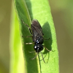 Tenthredinidae sp. (family) at Dawson Street Gardens - 29 Feb 2024 08:16 AM
