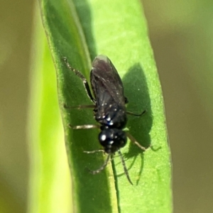 Tenthredinidae sp. (family) at Dawson Street Gardens - 29 Feb 2024 08:16 AM