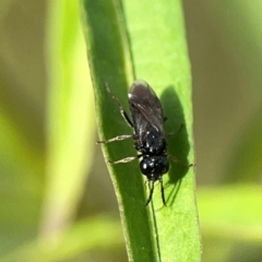 Tenthredinidae sp. (family) at Dawson Street Gardens - 29 Feb 2024 08:16 AM