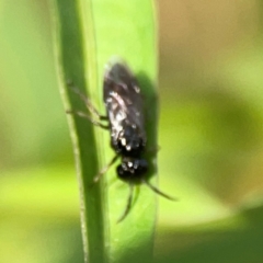 Tenthredinidae sp. (family) at Dawson Street Gardens - 29 Feb 2024 08:16 AM